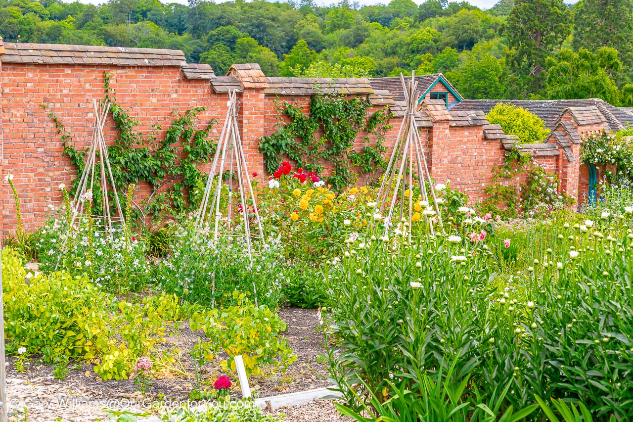 Mixed planting and wooden tee-pee style supports in the walled garden in the chartwell estate in kent