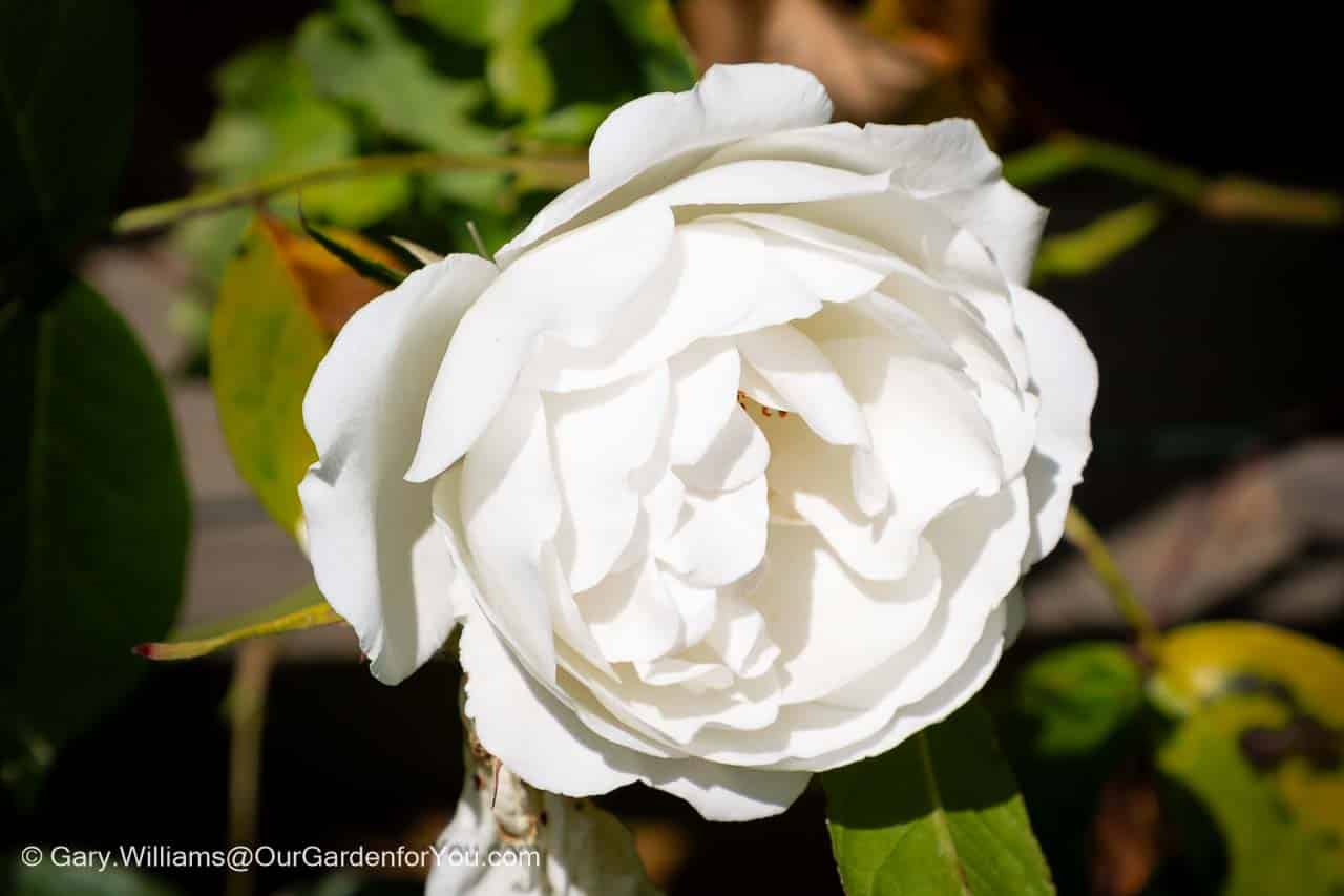 A close-ip of a compact lower of a white rose in our english country garden