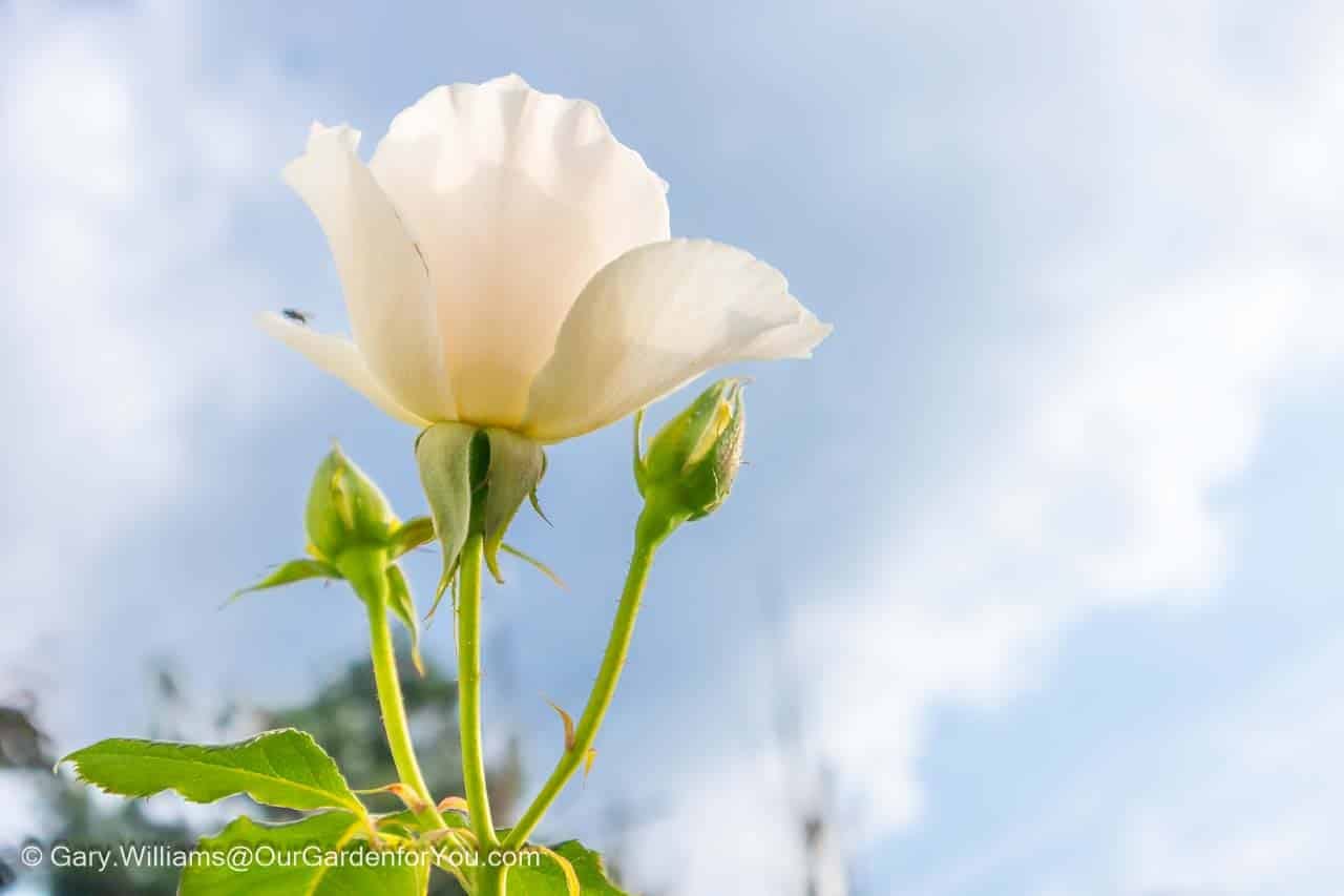 Two buds and a white rose set against a cloudy blue sky in our english country garden