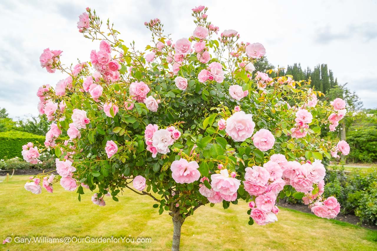 The abundant flowers of the Pink Octavia Hill standard rose in the rose garden of the national trust emmett's gardens in kent