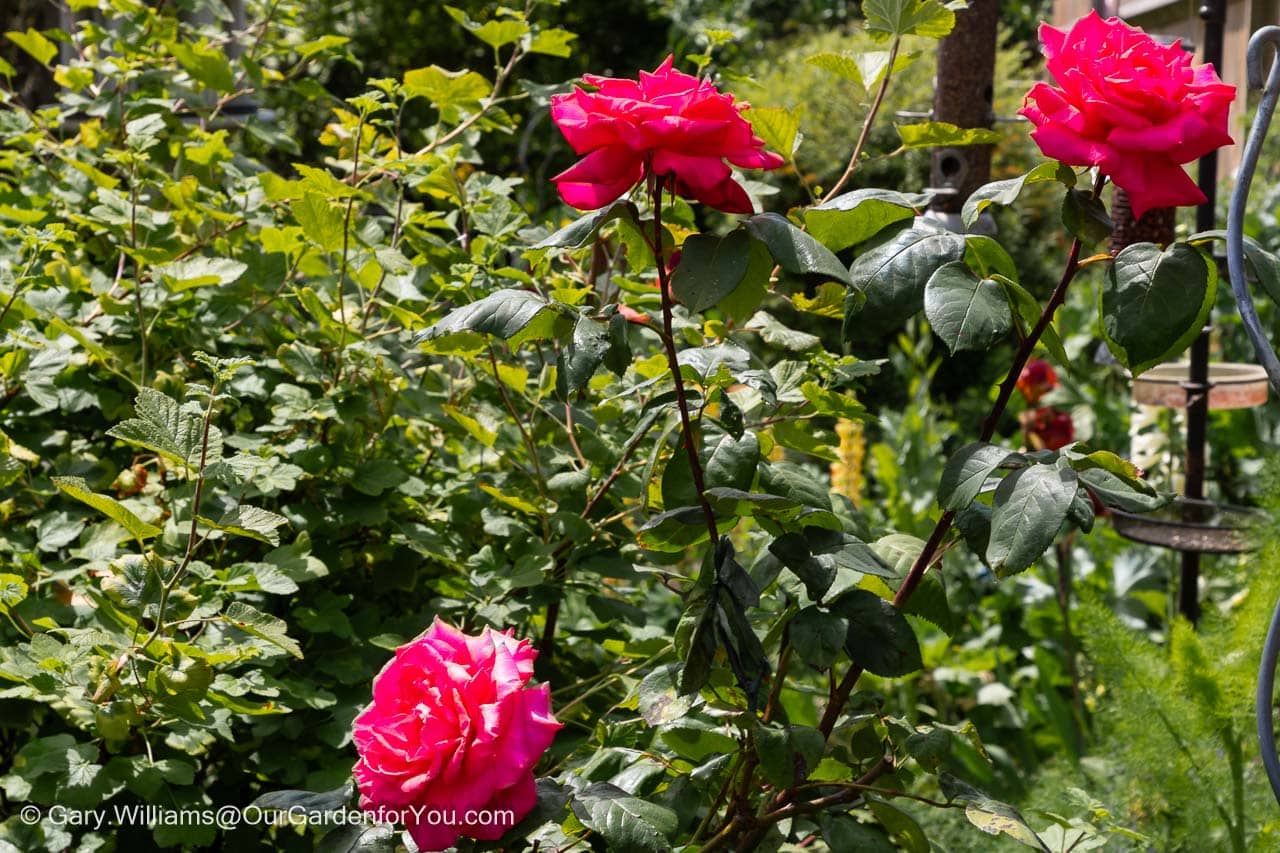 Three deep pink roses on a bush behind the patio in our english country garden
