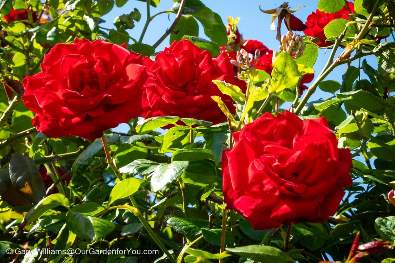 Featured image for “Roses in our English country garden”