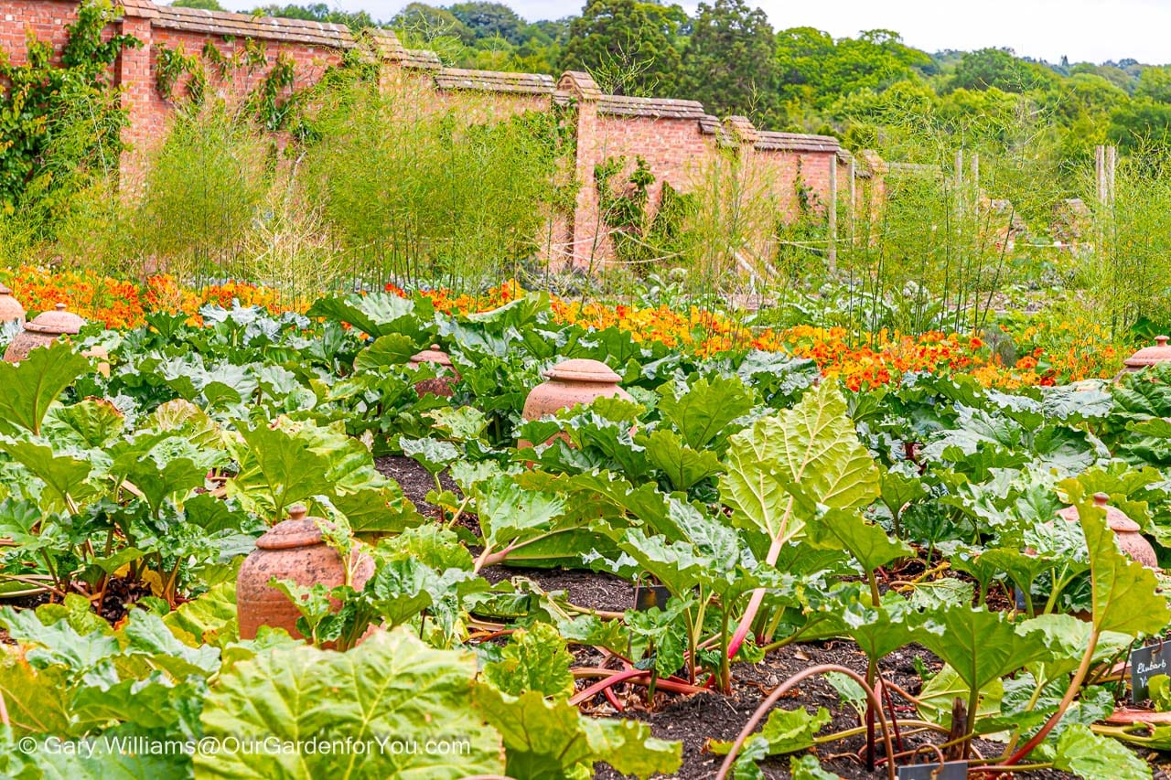 A bed of rhubarb, with terracotta forcers, against a backdrop of nasturtiums and asparagus in the walled garden in the chartwell estate in kent