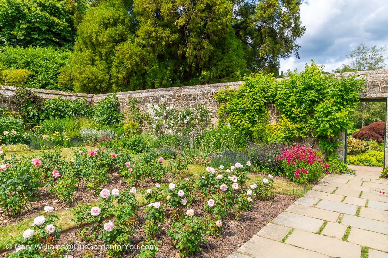 A look of the rose beds in lady churchill's walled rose garden in the chartwell estate in kent