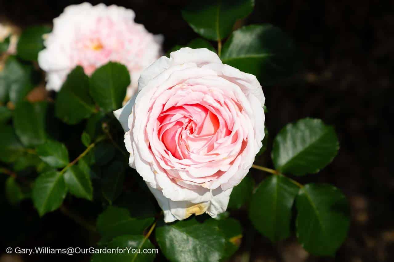 A close-up of a deep pink rose in lady churchill's rose garden in the chartwell estate in kent