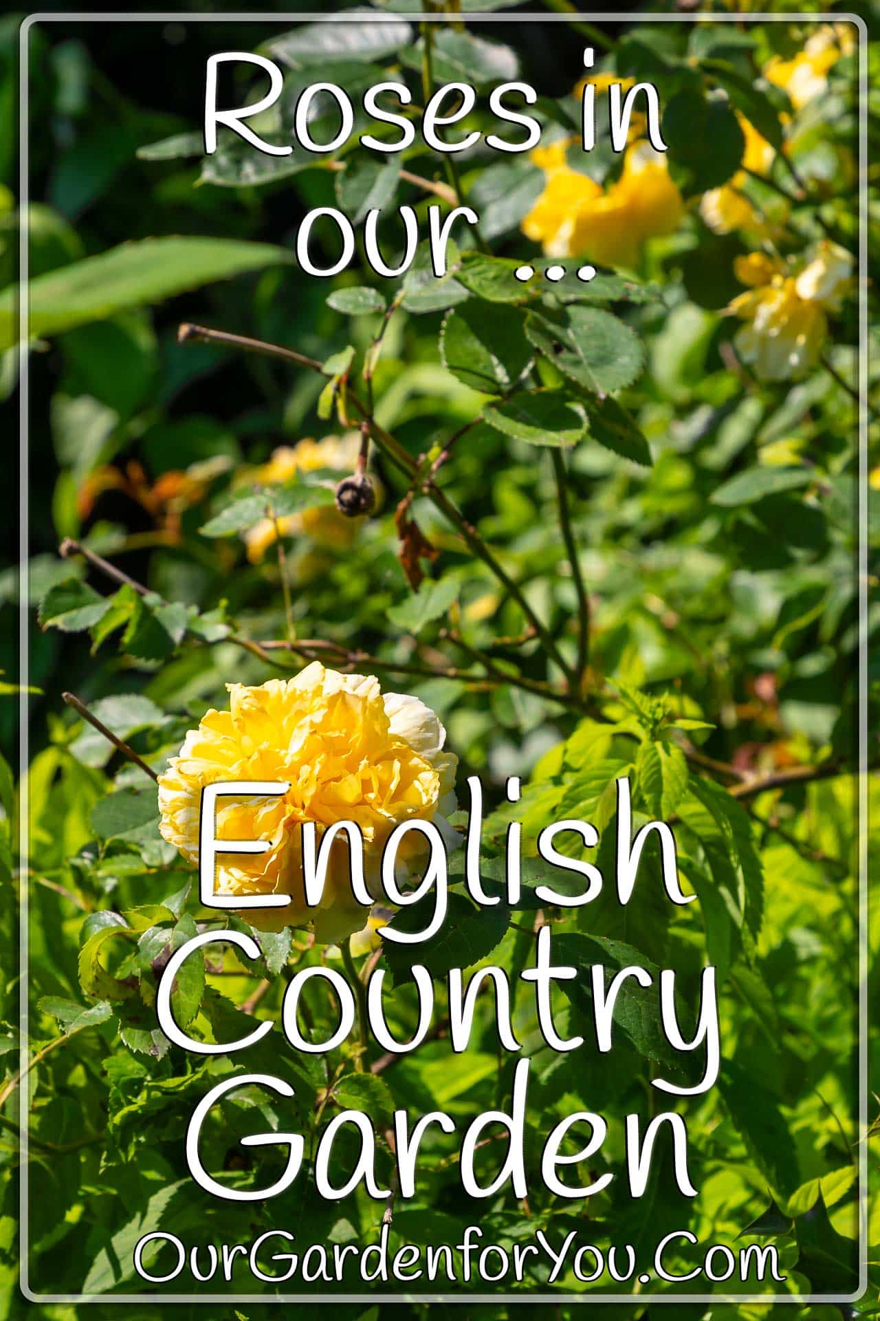 The pin image for our post - 'Roses in our English country garden'