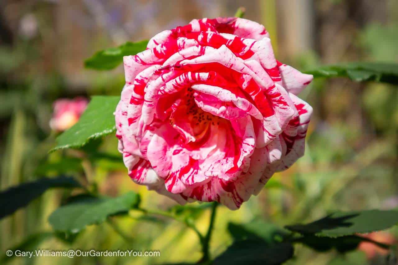 A close of the mottled red and pink bloom of our new scentimental rose in our cottage garden section of our english country garden