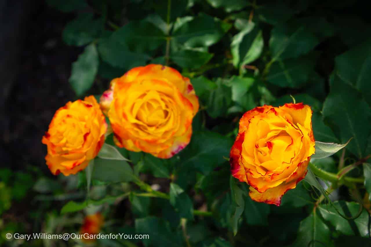 Three orange and red tipped blooms of our new tequila sunrise rose in our english country garden in august