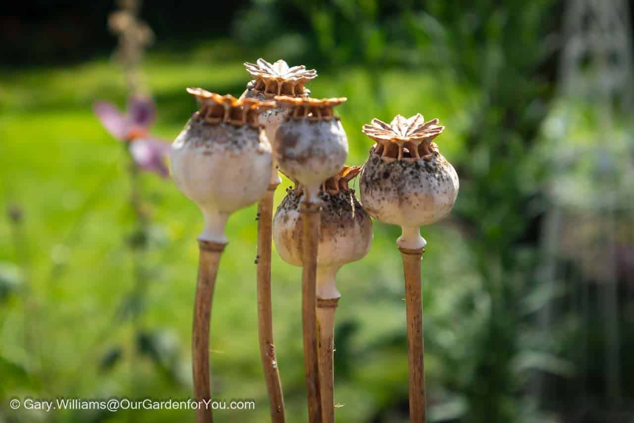 Five dried poppy heads still in situ in our cottage garden bed in autumn