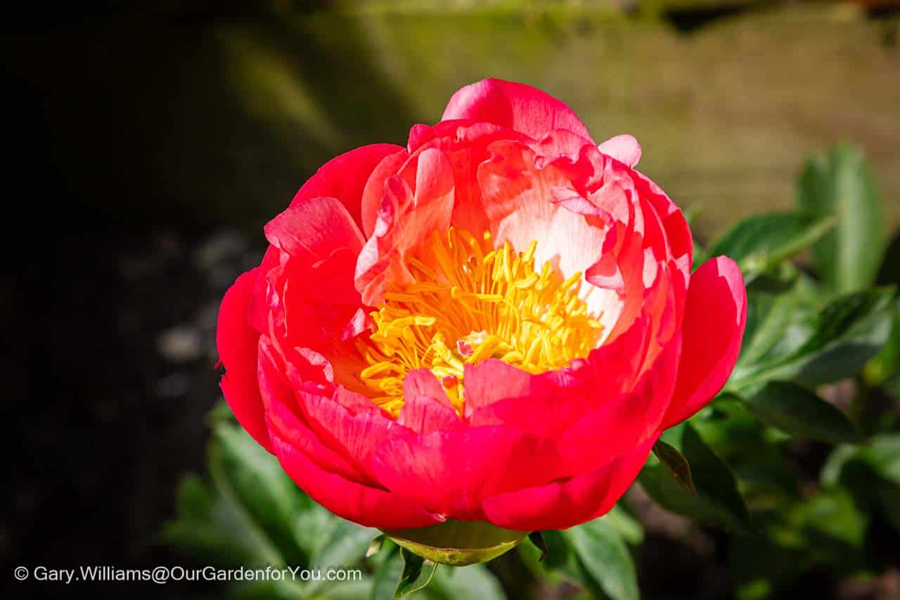 A close-up of the flower of our coral peony in its red phase in our english country garden
