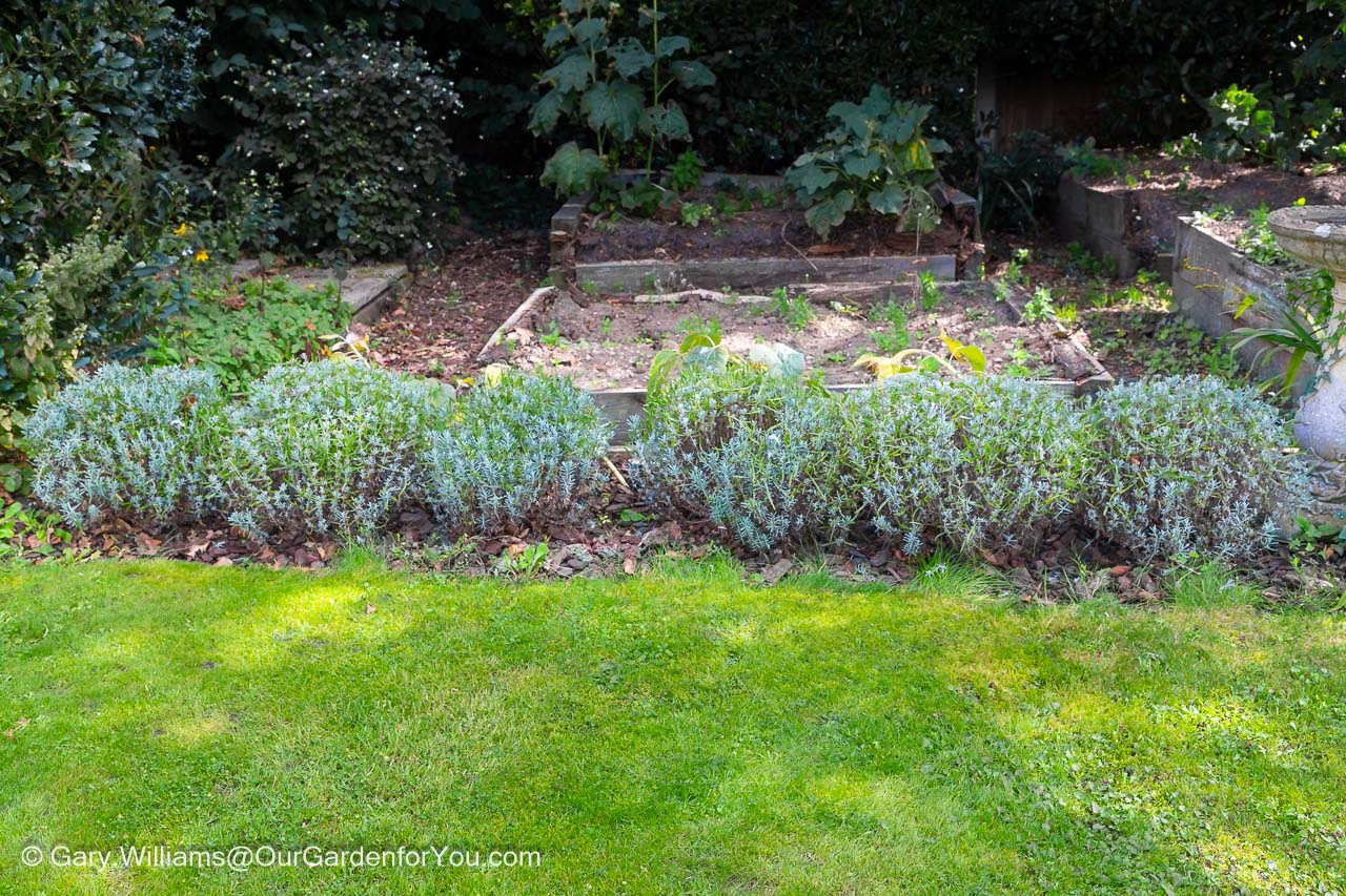 Six lavender plants, after pruning, in our little provence bed in autumn
