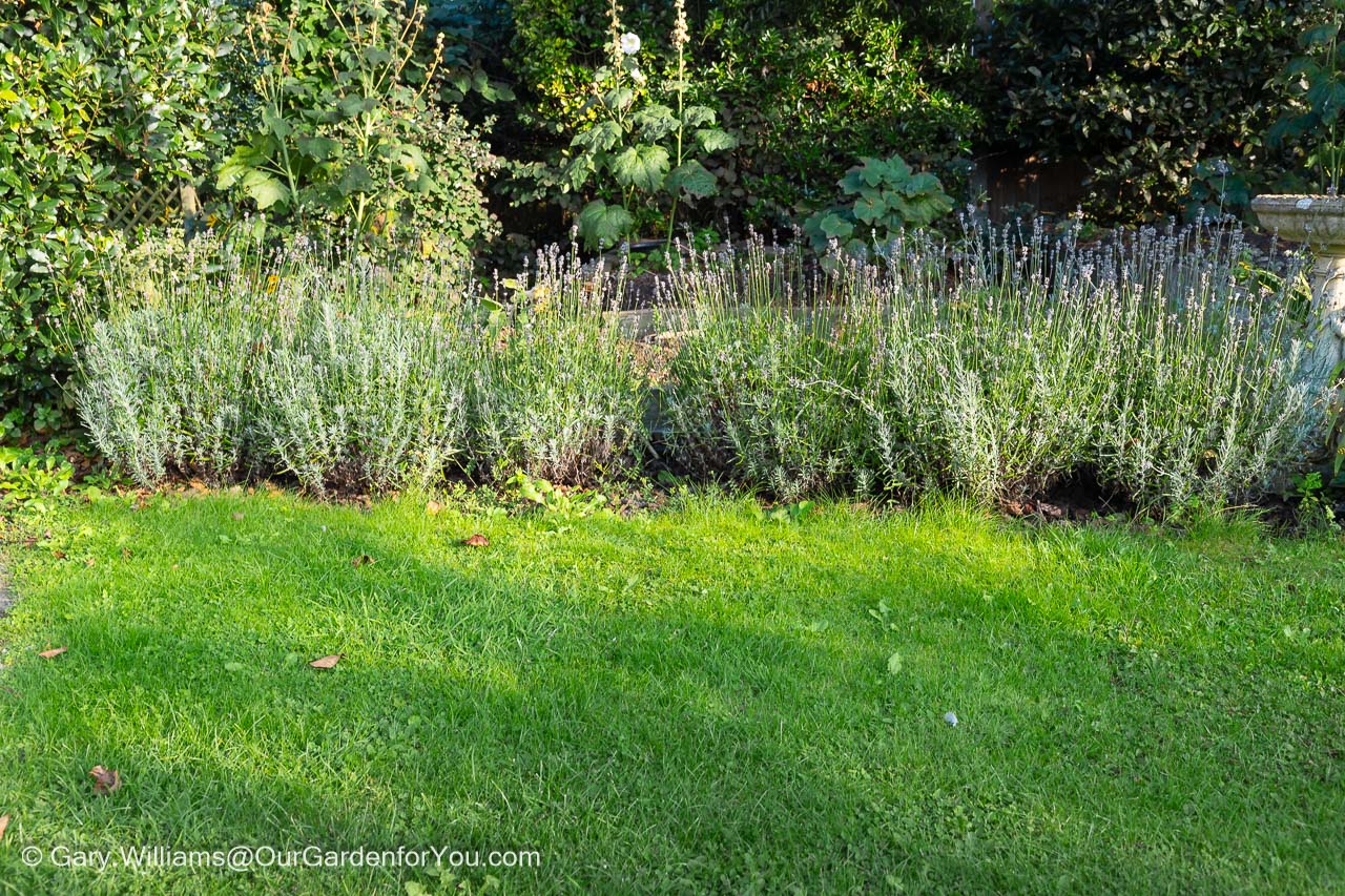 Six lavender plants, before pruning, in our little provence bed in autumn