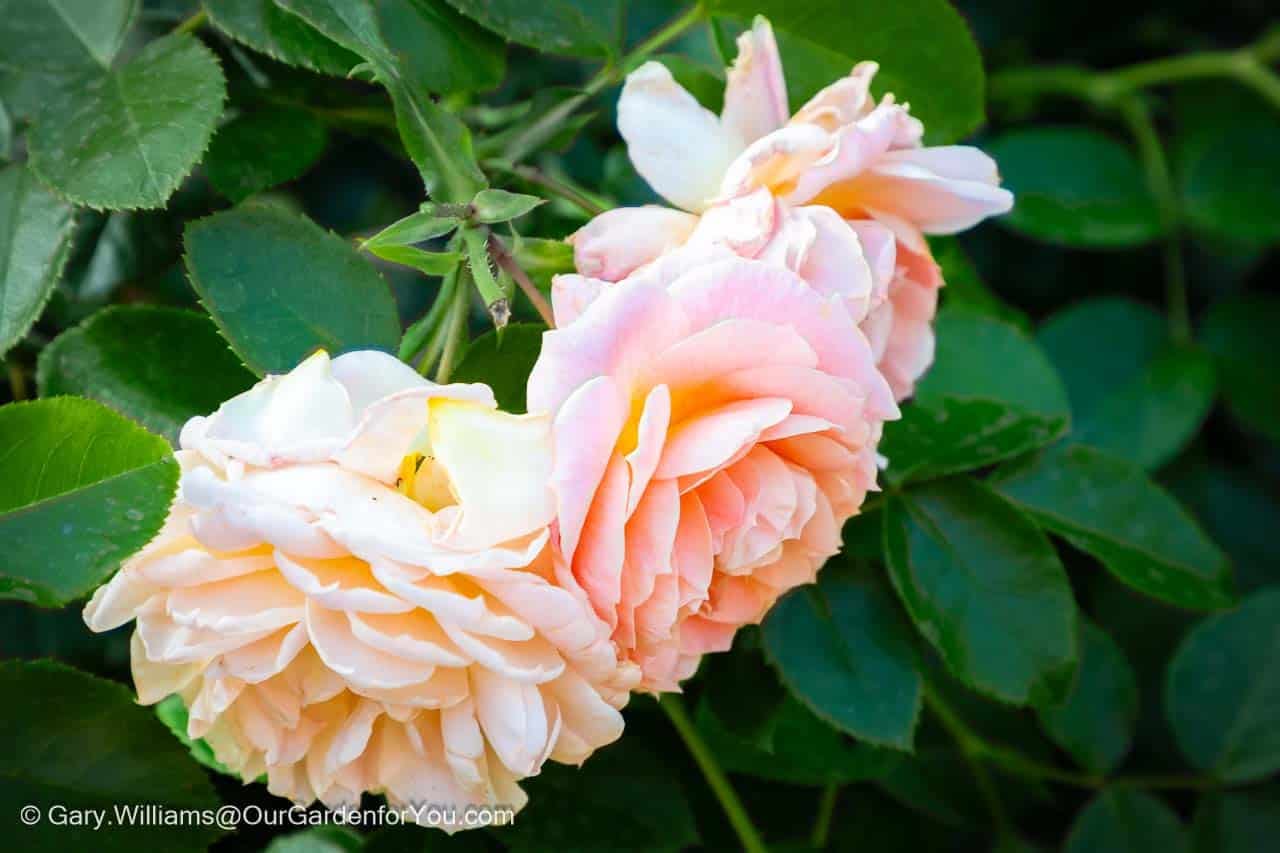 A close of the peach bloom of our new rose in our cottage garden section of our english country garden