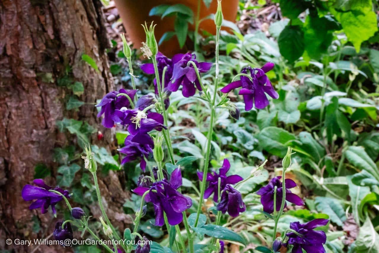 A clump of self-seeded purple aquilegias in our english country garden