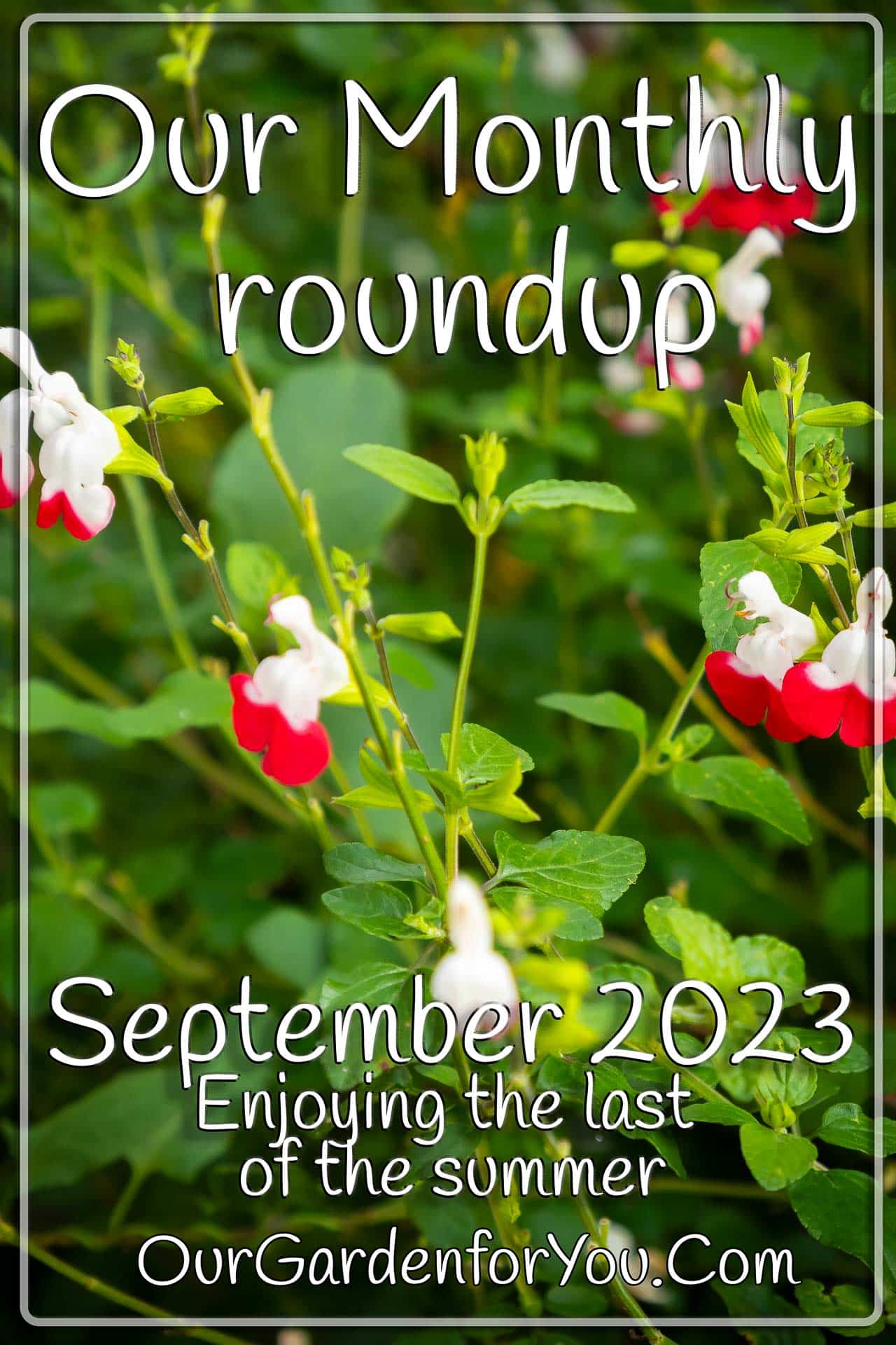 The Pin image for our post - 'September 2023, Our Garden for You monthly roundup'