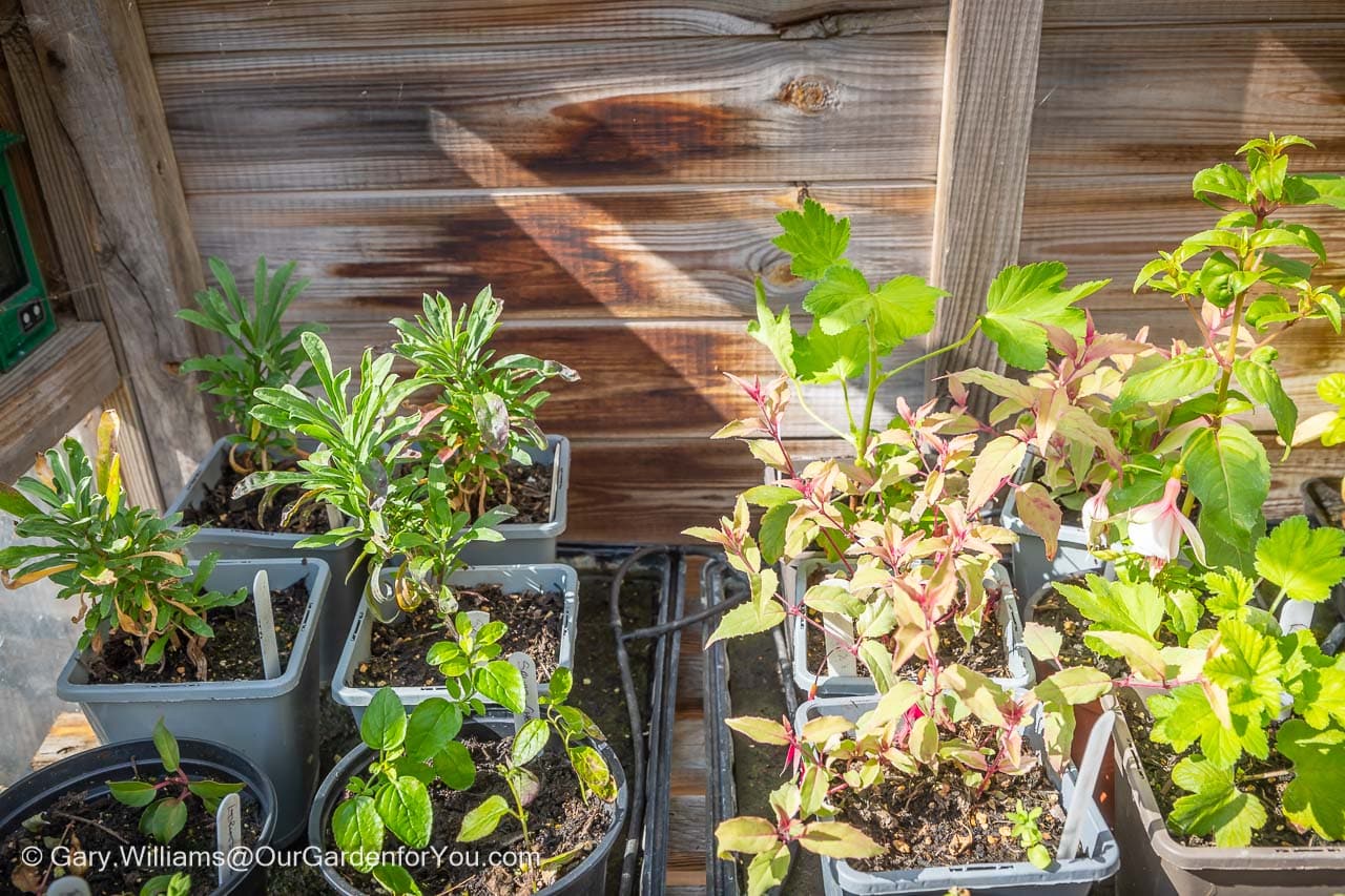 Some softwood cuttings potted on in a shelf in our coldframe