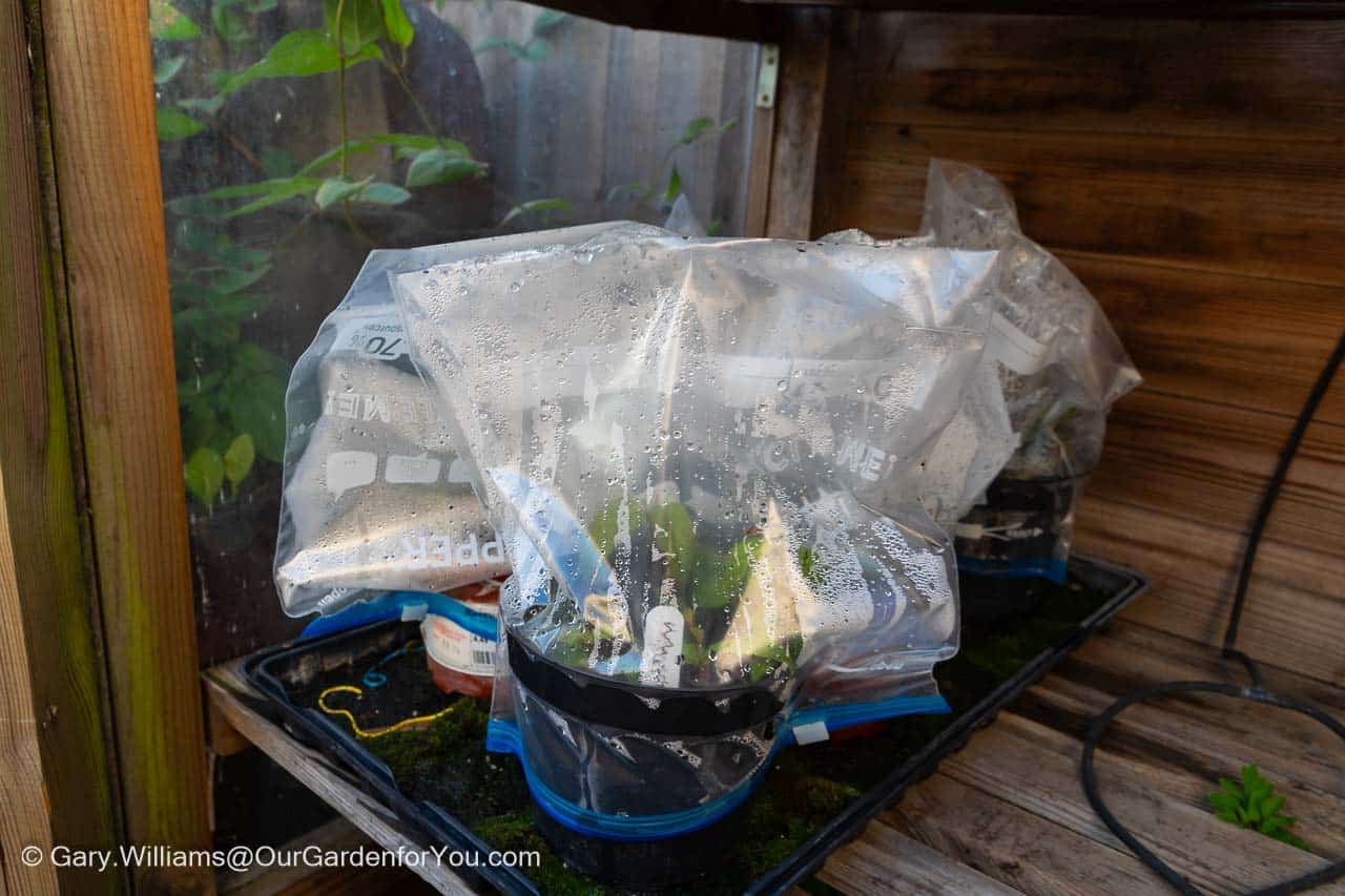 Some softwood cuttings covered with bags on a shelf in our coldframe