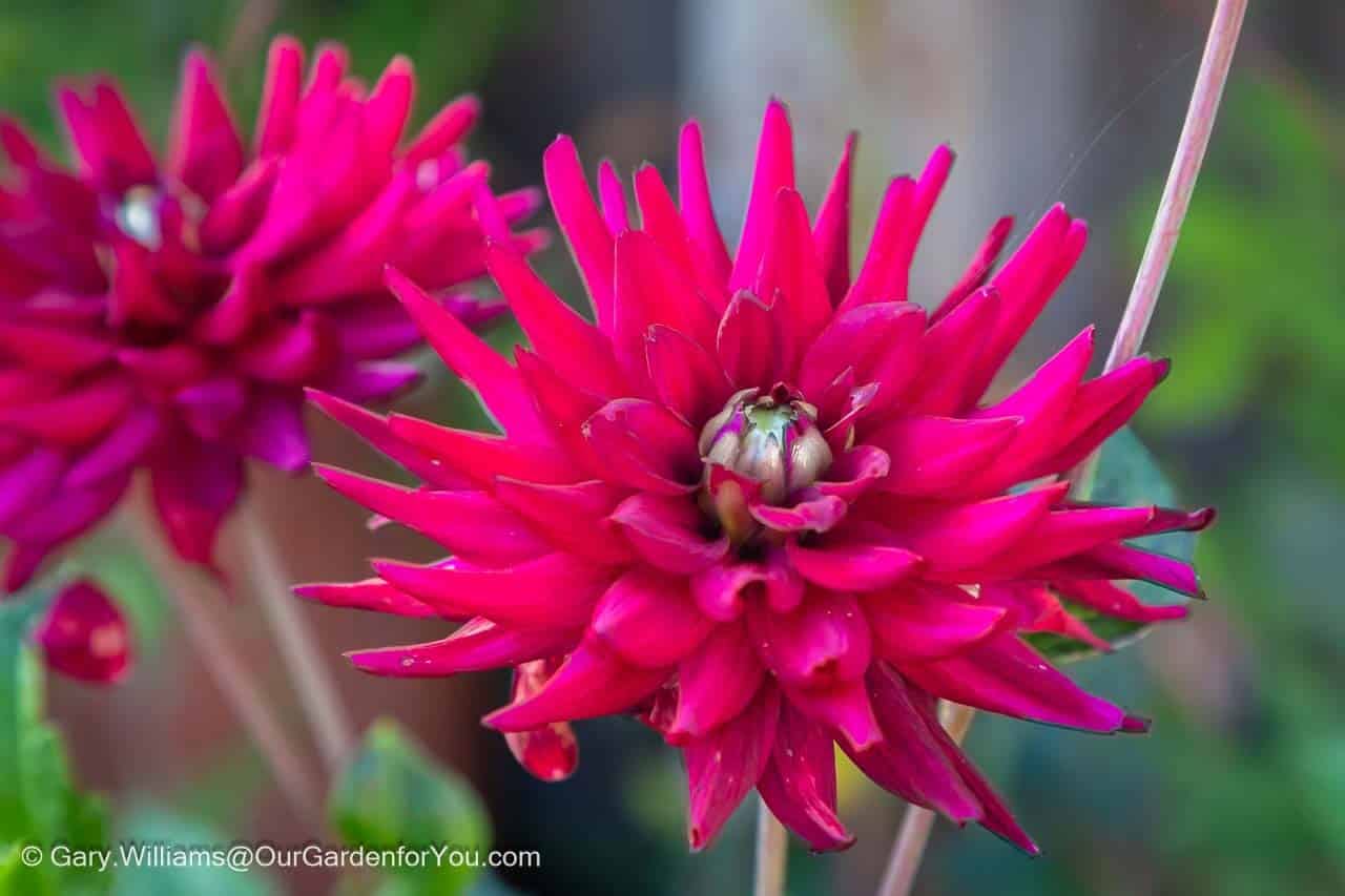 A purple dahlia still flowering in october as autumn sets in