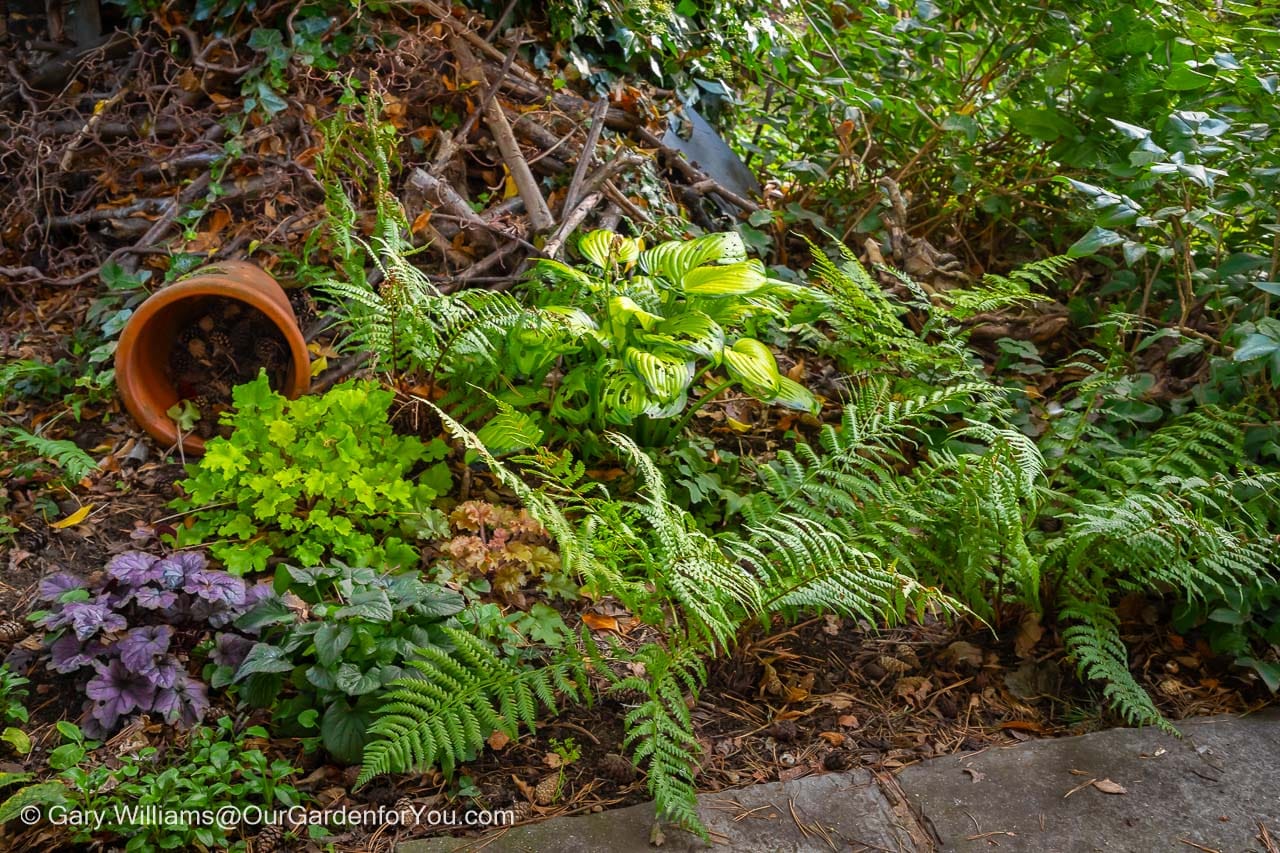 Ferns in the woodland shady section in october as autumn sets in