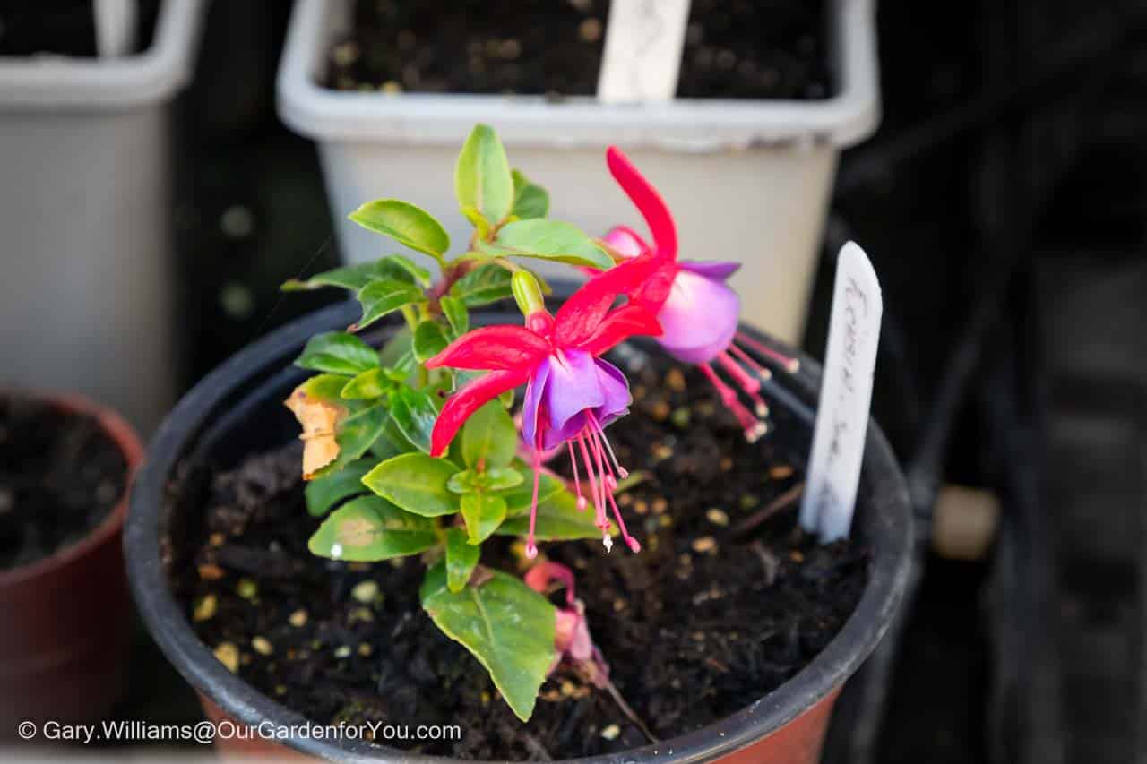 A successful softwood cuttings of a fuschia in a small plastic pot in a cold frame in our garden