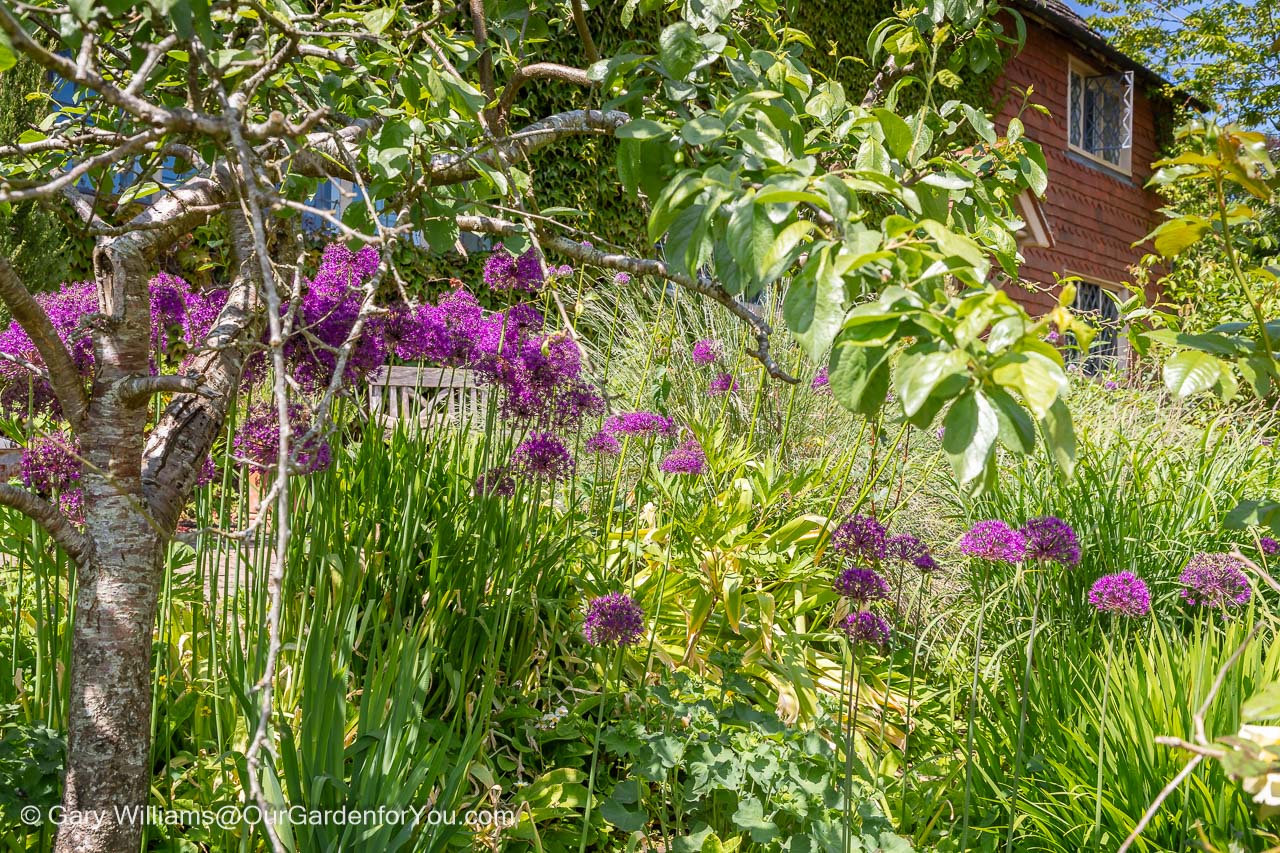 A large swath of purple allium flowers in full bloom in the gardens of the national trusts standen house in west sussex