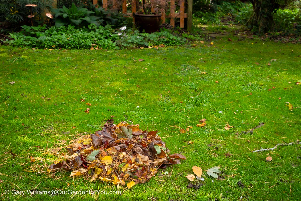 A pile of leaves raked up on our lawn