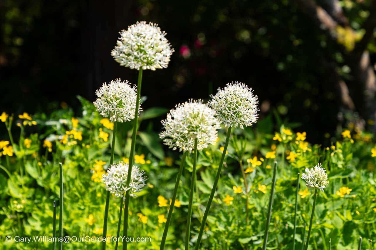 Spikey white alliums in flowers in full bloom at Standen house and gardens