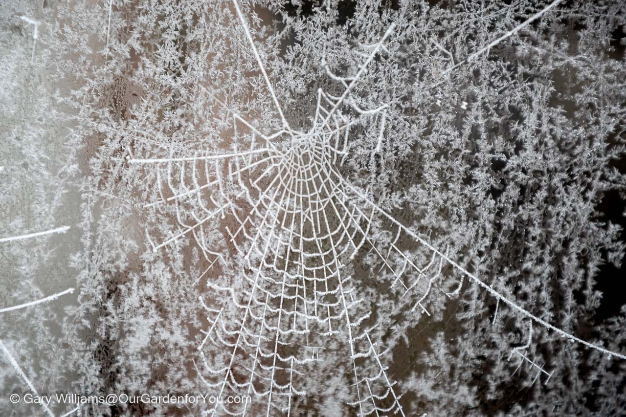 a frosted cobweb in front of a frosty window in our garden in the winter
