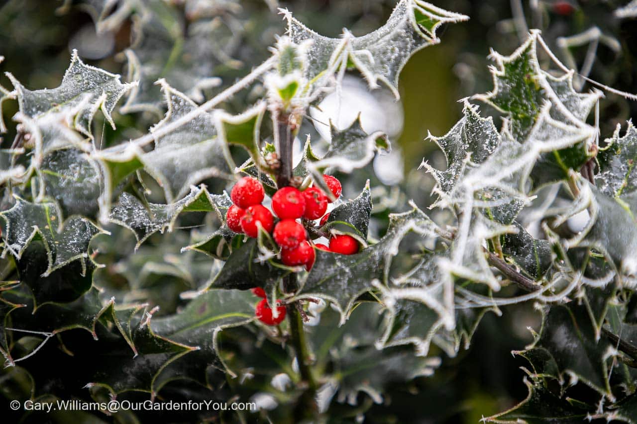 A frosty close-up of a holly bush in our garden