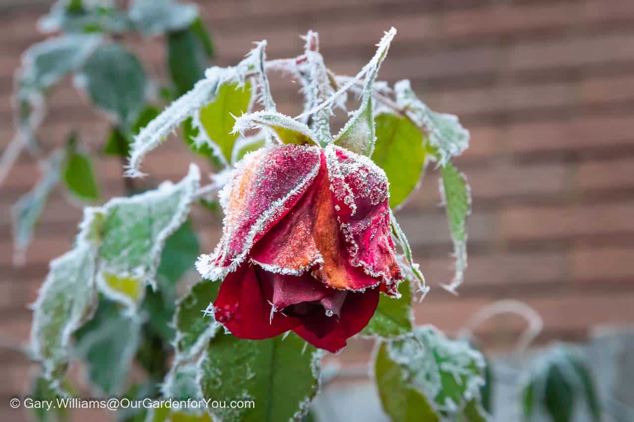 A wilted red rose, glazed with a heavy frost in our garden during winter.