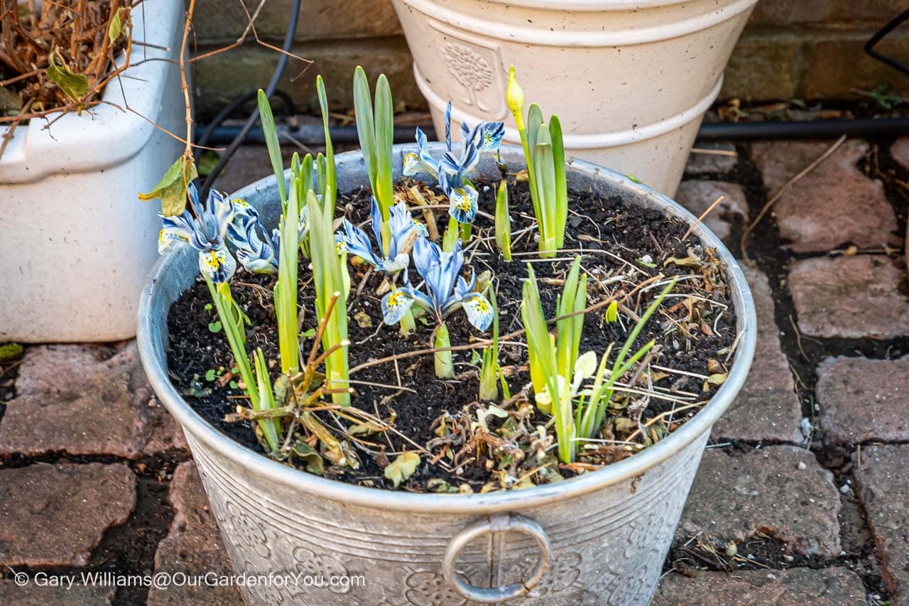 Blue and yellow flowering iris in a galvanised pot on our patio garden in January