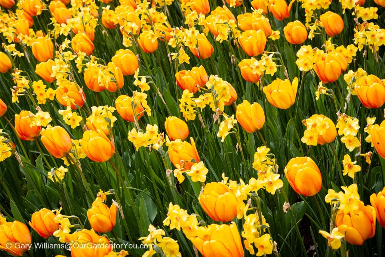 A close-up of a mixed bed of daffodils and tulips in golden orange and yellow tones against a backdrop of dar green foliage.