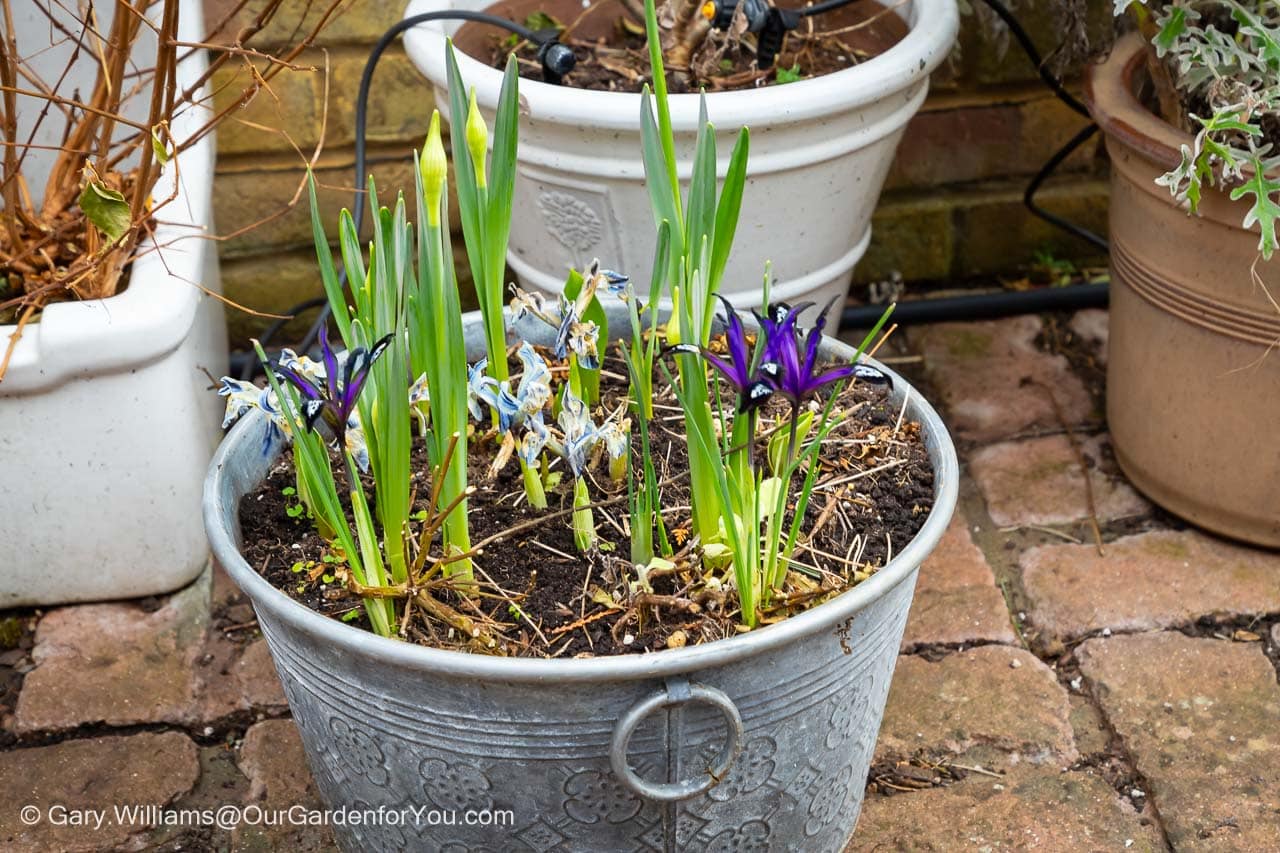 The fading blue and yellow iris, being overtaken by the pule variety, and the start of the daffodils in a galvanised pot on our patio garden in february