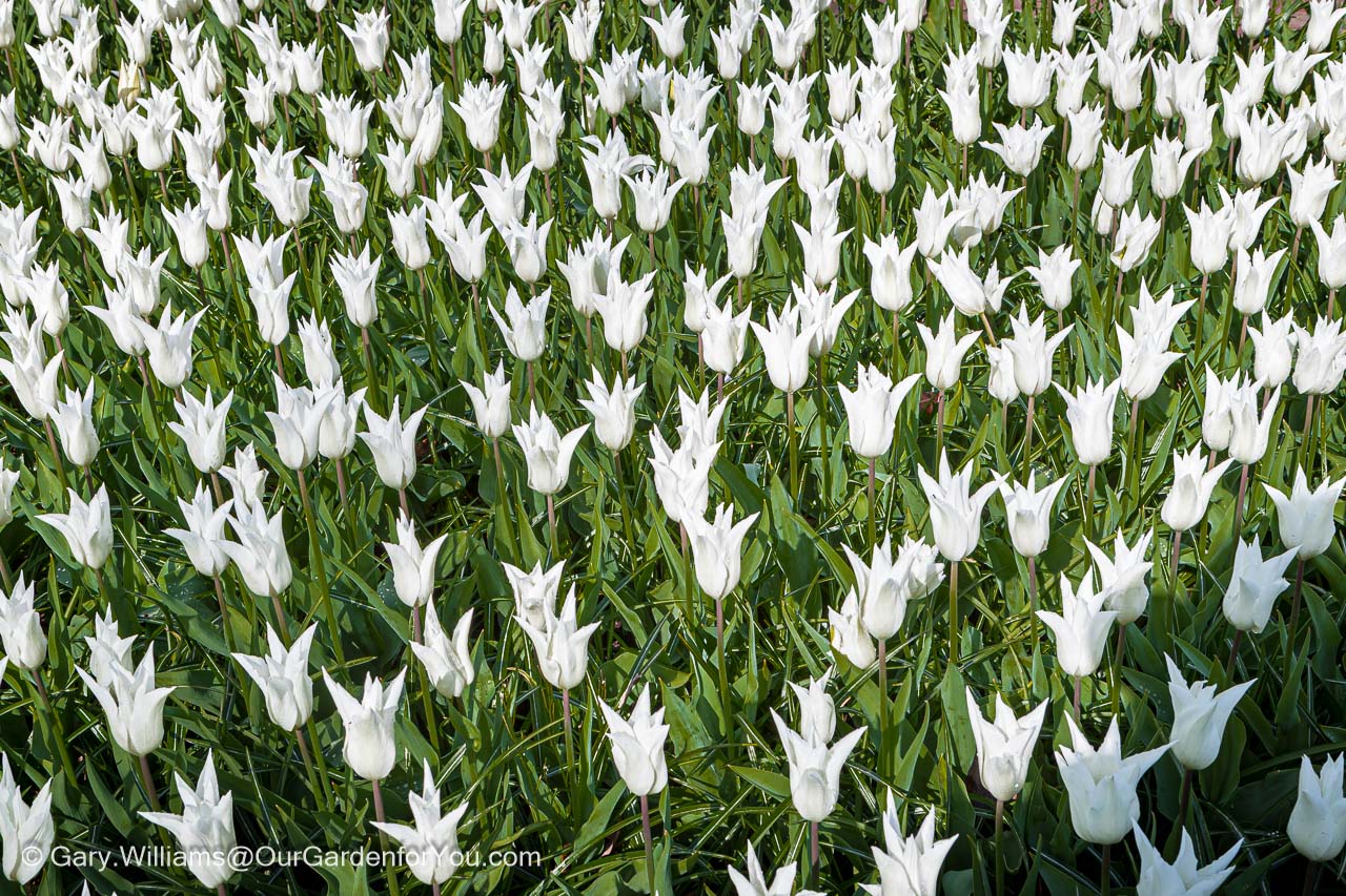 A close-up of a bed of pure white fluted tulips in keukenhof gardens in holland
