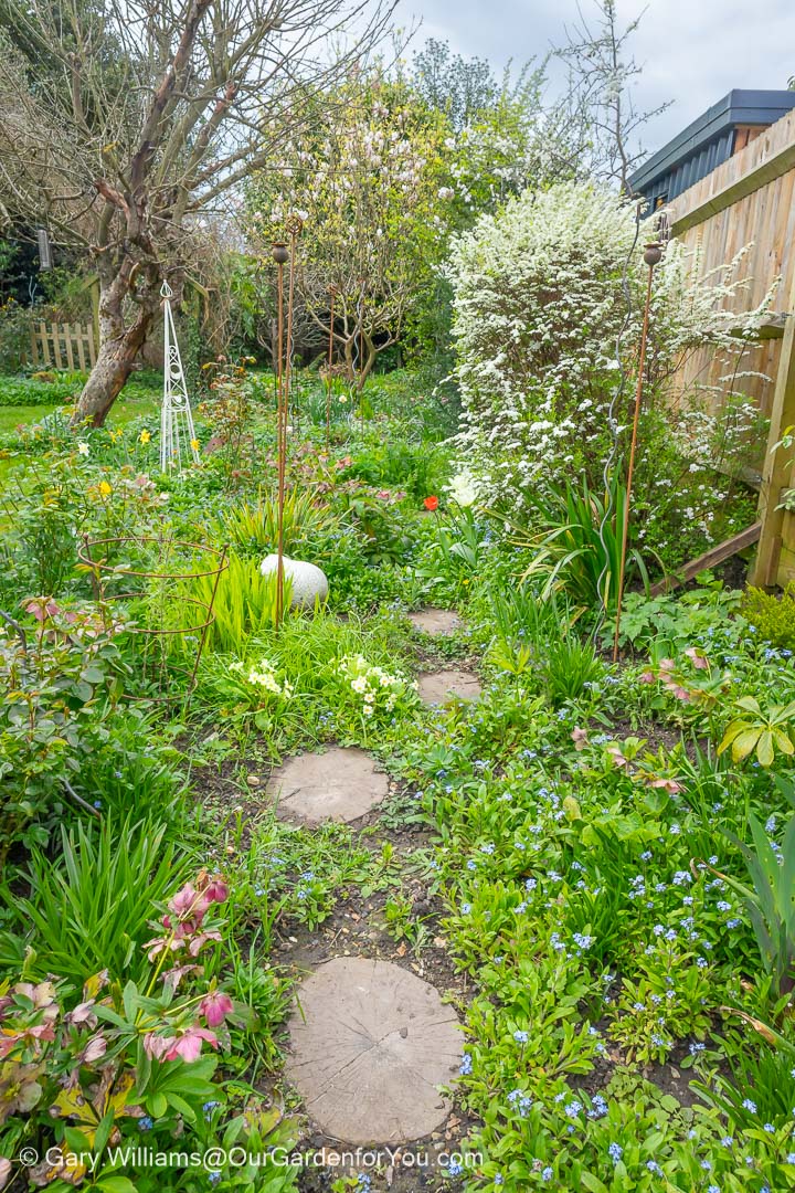 A view along the path in our cottage garden bed in our english country garden in march 2024
