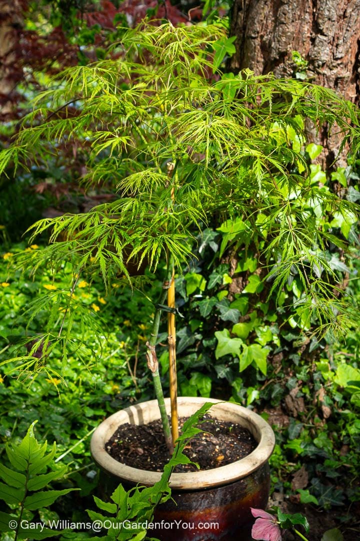 our new Acer Palmatum Dissectum Emerald with it's light green foliage in our spring garden