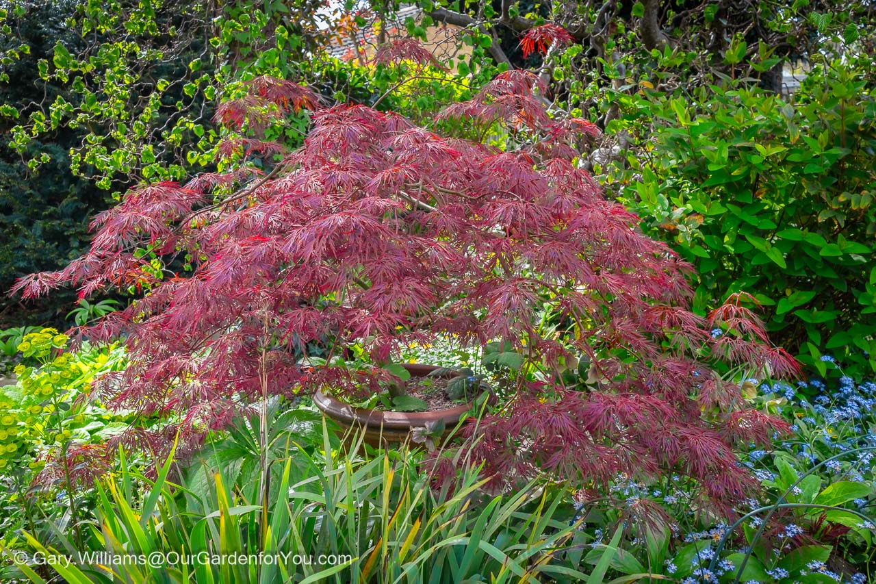 Our Acer Palmatum Dissectum Garnet with its deep red foliage in springtime