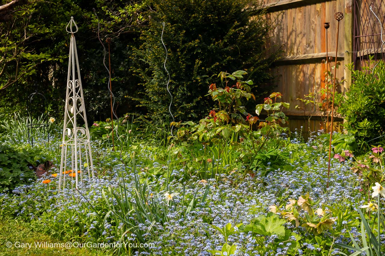 Forget-me-Nots dominate the lower levels of our cottage garden in springtime