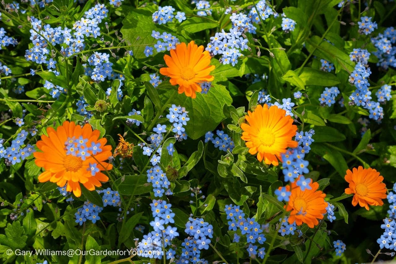 Orange Marigolds and blue Forget-me-Nots in our cottage garden in springtime