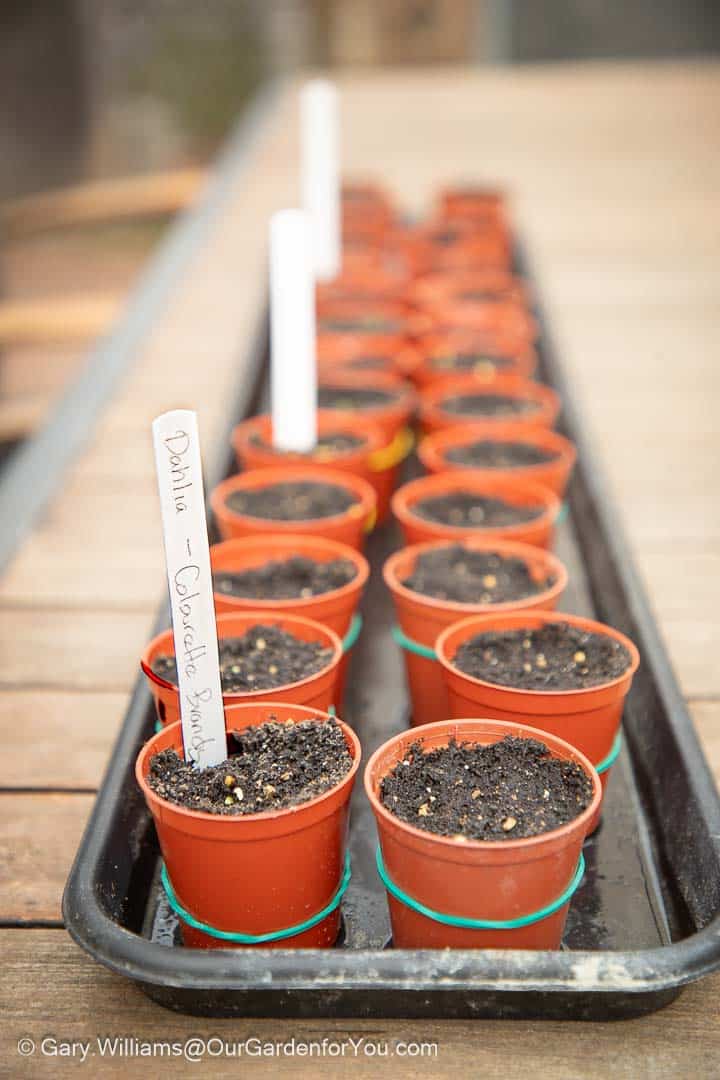 Rows of mini plastic pots with coloured elastic bans fitted to them to help identify the seeds sown