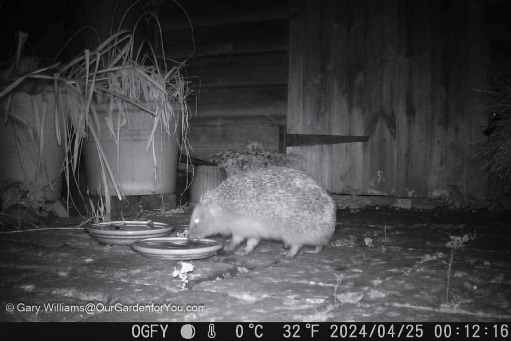 A hedgehog in black and white caught on out Vanbar trailcam drinking rainwater from a tray left out on our patio