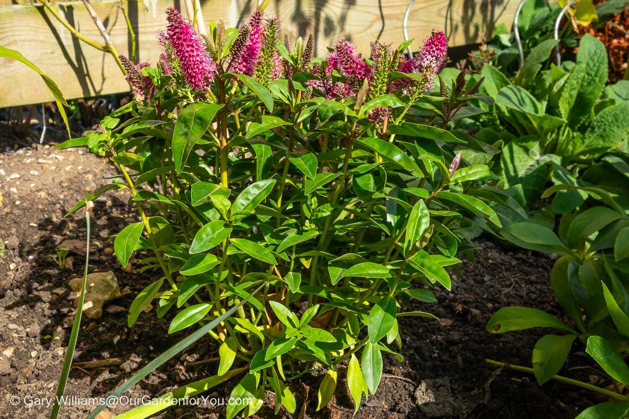 A freshly planted hebe donna in the english cottage garden bed of our garden in summer