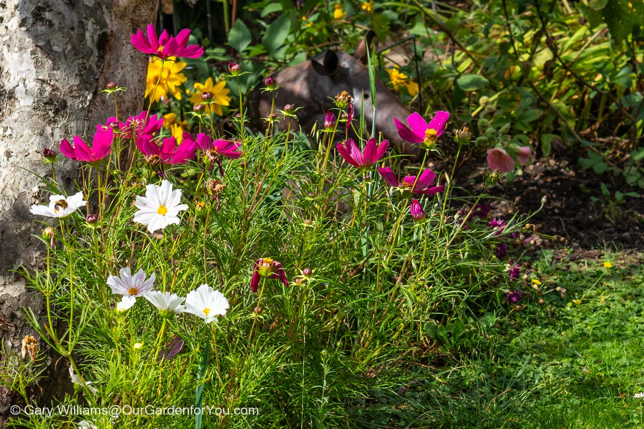 Some white and cerise cosmos in bloom around the base of an apple tree in our garden in summer