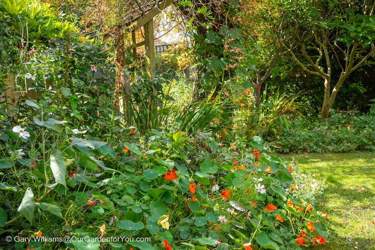 nasturtiums in bloom in the lawn shady bed of our garden in summer