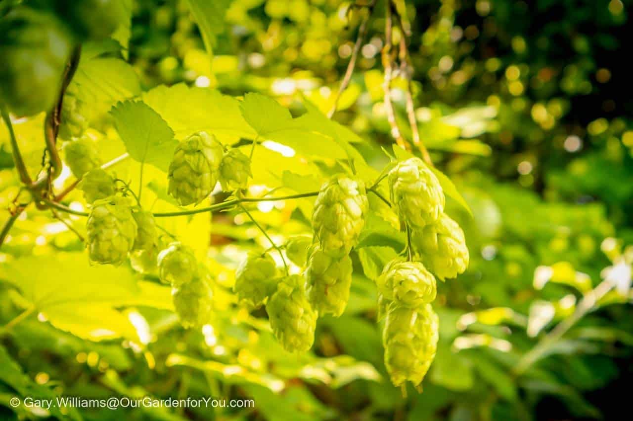 Bright green golden hops in late september in our garden