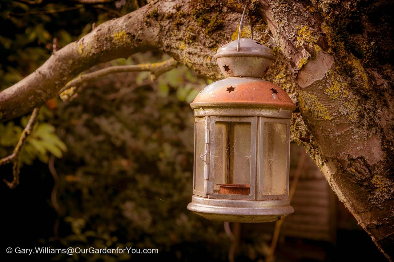 A lantern in our apple tree on a golden day in october