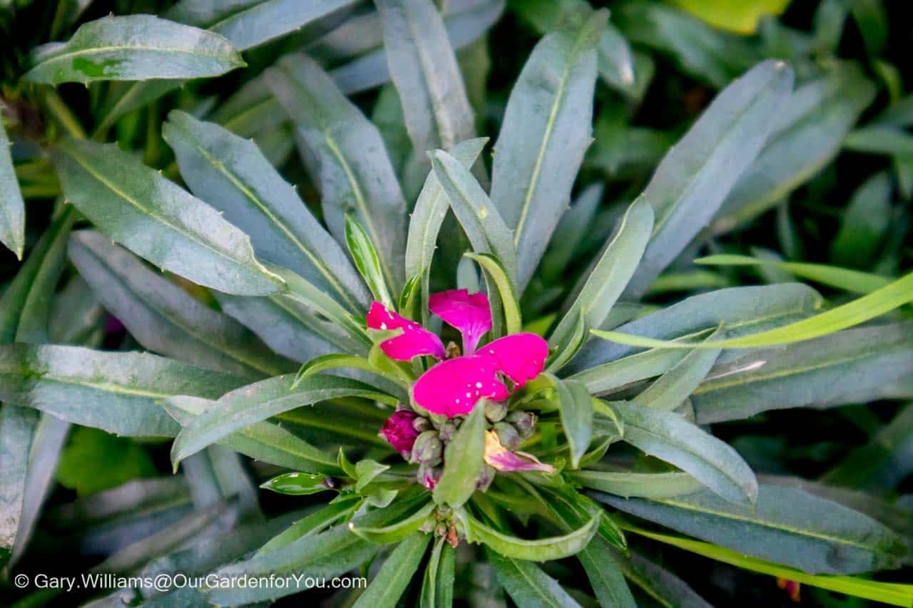 A purple flower in the centre of a Erysimum, Red Jep in our cottage garden bed in our English country garden in January.