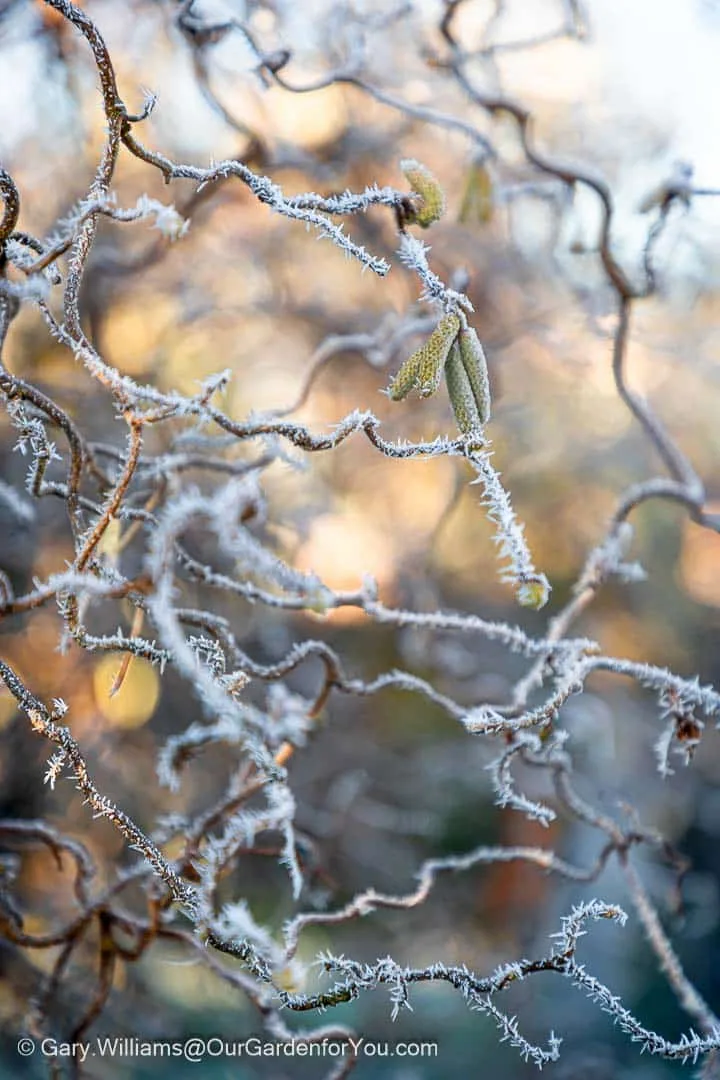 Glistening contorted hazel, garden planning, winter garden jobs, january garden update, january garden, english country garden