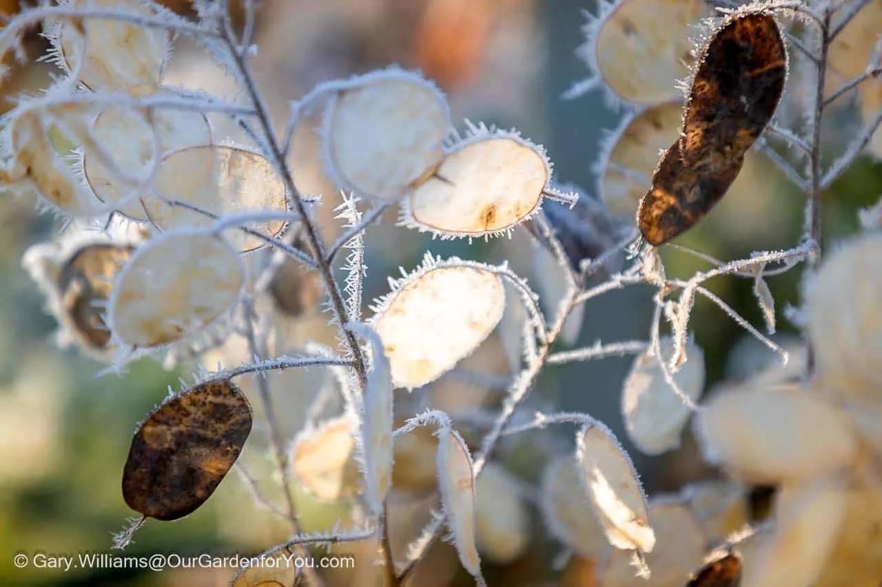 Our frosty dried honesty in the cottage garden bed of our garden in winter.