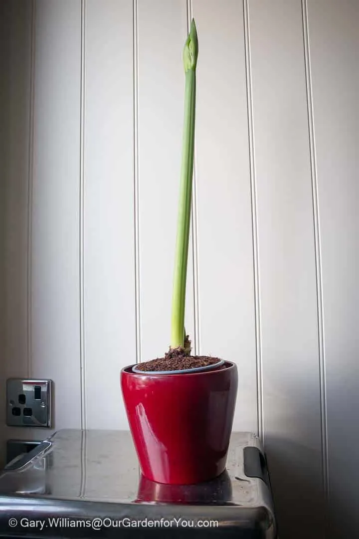 Our amaryllis plant after four weeks growth, but yet to flower, in our kitchen
